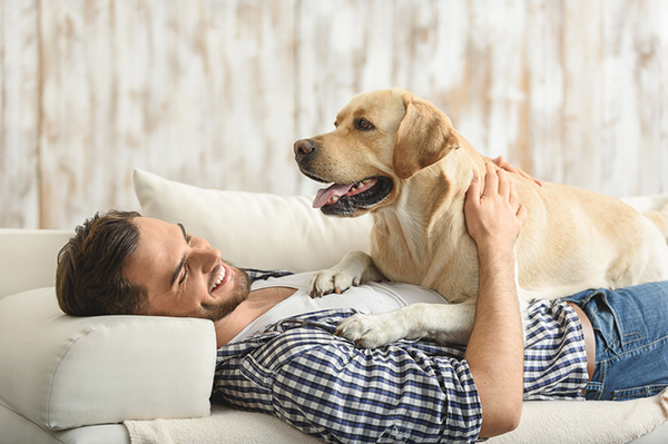 The Dog Cycle – How to have an energetic dog in Boston Apartment